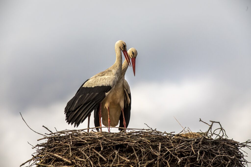 Weißstorch